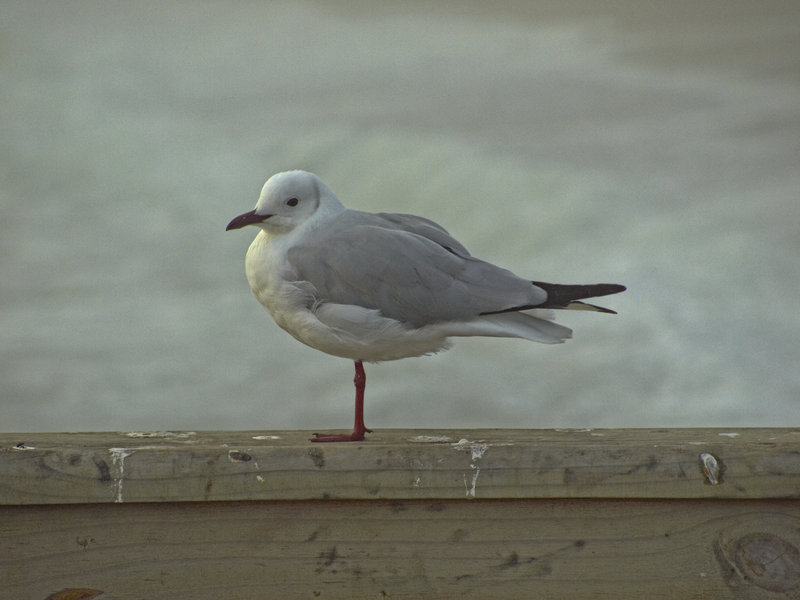 Swakopmund, Seagull